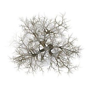 Winter old maple tree isolated on white. 3D illustration