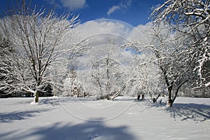 Winter Orchard