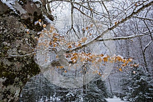 Winter in Ordesa and Monte Perdido National Park, Pyrenees, Spain