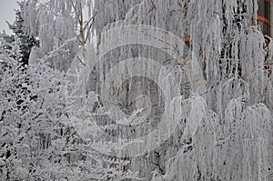 Winter ornamental tree covered with natural frost.