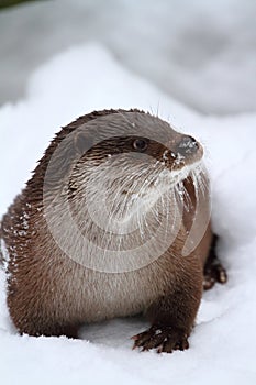 Winter otter