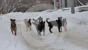 in winter, a pack of stray dogs barks on the street.