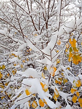 winter palette of colors, branches with yellow leaves covered with white fluffy snow