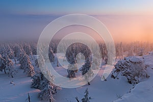 Winter panorama of fir trees covered with white snow with dolomiti mountain background, Dolomites, Italy Winter evening