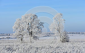 Winter panorama with frozen oak trees on a field.