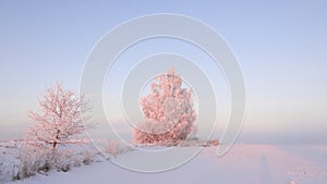 Winter panorama with frozen oak trees on a field.