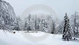 Congelato alberi coperto un la neve 
