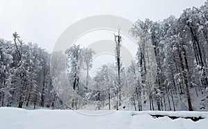 Congelato alberi coperto un la neve 