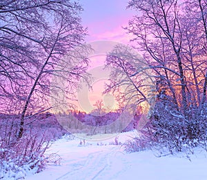 winter panorama landscape with forest, trees covered snow and sunrise
