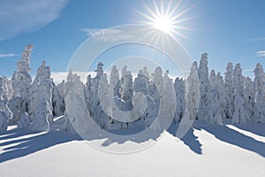 Winter panorama landscape with forest, trees covered snow and sunrise. winter morning of a new day
