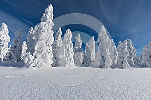 Winter panorama landscape with forest, trees covered snow and sunrise. winter morning of a new day