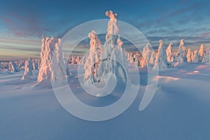 Winter panorama landscape with forest, trees covered snow and sunrise. winter morning of a new day. Christmas time.