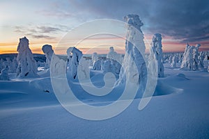 Winter panorama landscape with forest, trees covered snow and sunrise. winter morning of a new day. Christmas time.