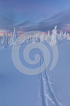 Winter panorama landscape with forest, trees covered snow and sunrise. winter morning of a new day. Christmas time.