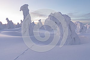 Winter panorama landscape with forest, trees covered snow and sunrise. winter morning of a new day. Christmas time.