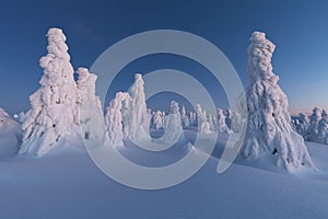 Winter panorama landscape with forest, trees covered snow and sunrise. winter morning of a new day. Christmas time.