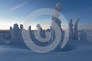 Winter panorama landscape with forest, trees covered snow and sunrise. winter morning of a new day. Christmas time.