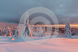 Winter panorama landscape with forest, trees covered snow and sunrise. winter morning of a new day. Christmas time.