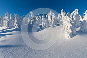 Winter panorama landscape with forest, trees covered snow and sunrise. winter morning of a new day. Christmas time.