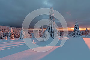 Winter panorama landscape with forest, trees covered snow and sunrise. winter morning of a new day. Christmas time.