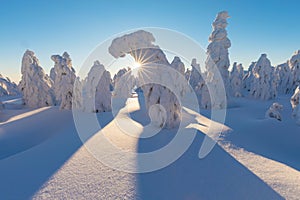 Winter panorama landscape with forest, trees covered snow and sunrise. winter morning of a new day. Christmas time.