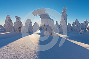 Winter panorama landscape with forest, trees covered snow and sunrise. winter morning of a new day. Christmas time.