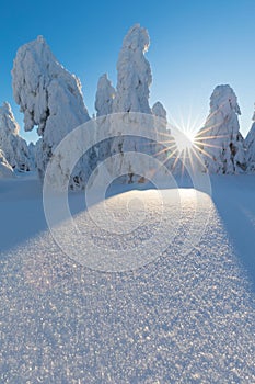 Winter panorama landscape with forest, trees covered snow and sunrise. winter morning of a new day. Christmas time.