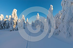 Winter panorama landscape with forest, trees covered snow and sunrise. winter morning of a new day. Christmas time.