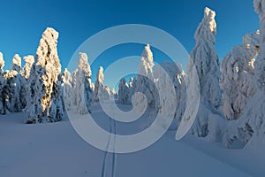 Winter panorama landscape with forest, trees covered snow and sunrise. winter morning of a new day. Christmas time.