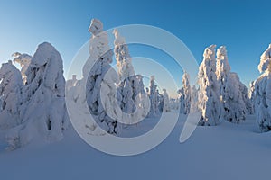 Winter panorama landscape with forest, trees covered snow and sunrise. winter morning of a new day. Christmas time.