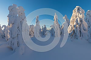 Winter panorama landscape with forest, trees covered snow and sunrise. winter morning of a new day. Christmas time.