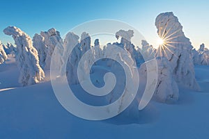 Winter panorama landscape with forest, trees covered snow and sunrise. winter morning of a new day. Christmas time.