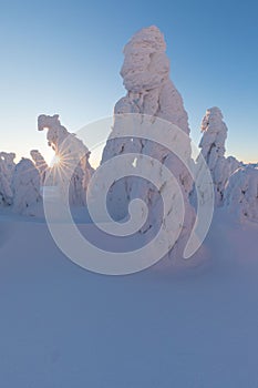 Winter panorama landscape with forest, trees covered snow and sunrise. winter morning of a new day. Christmas time.