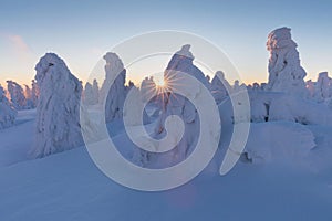 Winter panorama landscape with forest, trees covered snow and sunrise. winter morning of a new day. Christmas time.