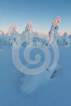 Winter panorama landscape with forest, trees covered snow and sunrise. winter morning of a new day. Christmas time.