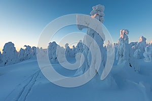 Winter panorama landscape with forest, trees covered snow and sunrise. winter morning of a new day. Christmas time.