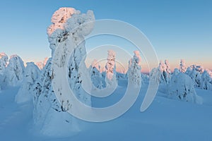 Winter panorama landscape with forest, trees covered snow and sunrise. winter morning of a new day. Christmas time.