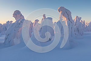 Winter panorama landscape with forest, trees covered snow and sunrise. winter morning of a new day. Christmas time.