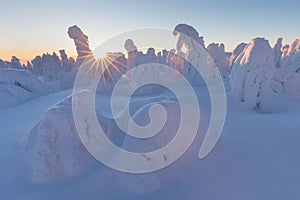 Winter panorama landscape with forest, trees covered snow and sunrise. winter morning of a new day. Christmas time.