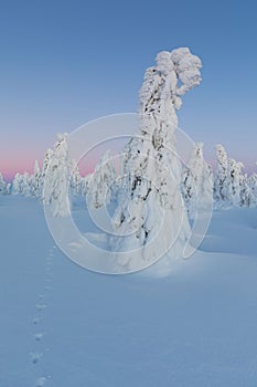 Winter panorama landscape with forest, trees covered snow and sunrise. winter morning of a new day. Christmas time.