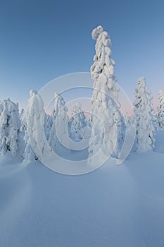 Winter panorama landscape with forest, trees covered snow and sunrise. winter morning of a new day. Christmas time.
