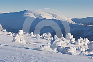 Winter panorama landscape with forest, trees covered snow and sunrise. winter morning of a new day. Christmas time.