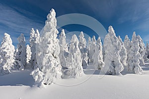 Winter panorama landscape with forest, trees covered snow and sunrise. winter morning of a new day. Christmas time.