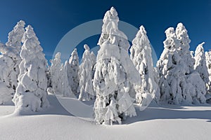 Winter panorama landscape with forest, trees covered snow and sunrise. winter morning of a new day. Christmas time.