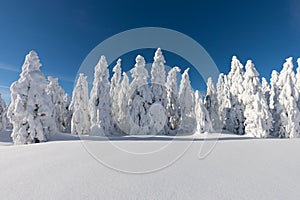 Winter panorama landscape with forest, trees covered snow and sunrise. winter morning of a new day. Christmas time.