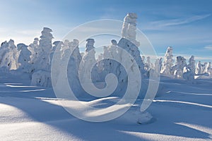 Winter panorama landscape with forest, trees covered snow and sunrise. winter morning of a new day. Christmas time.