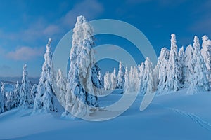 Winter panorama landscape with forest, trees covered snow and sunrise. winter morning of a new day. Christmas time.