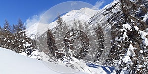 Winter panorama mountain landscape Forest trees covered with snow in alps