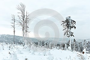 Winter panorama in the mountains. In the foreground, young trees covered with snow and ice.