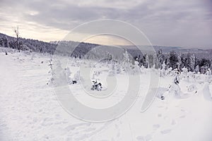 Winter panorama in the mountains. In the foreground, young trees covered with snow and ice.
